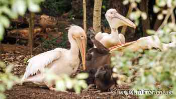 London park welcomes historic new arrivals with surprising Royal connection