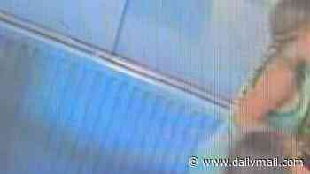 Village pub released CCTV footage after its pet TURTLE Squirt is 'stolen from tank by two little girls'