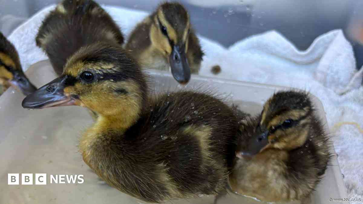 Rescued sewage work eggs hatch into five ducklings