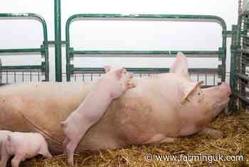 Processor cuts could leave 10,000 pigs a week without a market
