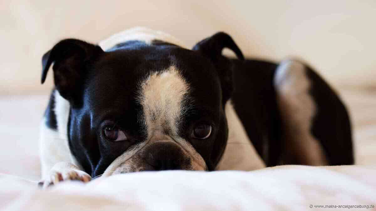 Hund alleine lassen: Dieser eine Moment entscheidet über alles