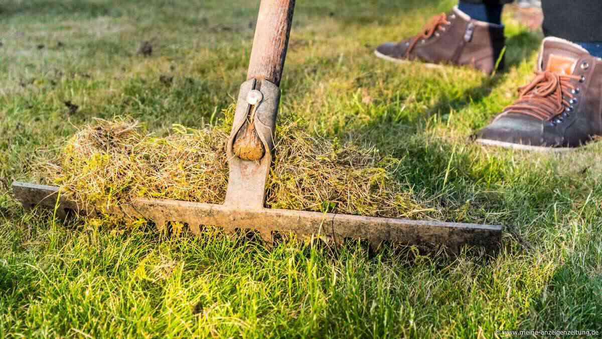 Mit dem Rasenmäher verliert Moos den Kampf um den Rasen