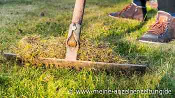 Mit dem Rasenmäher verliert Moos den Kampf um den Rasen