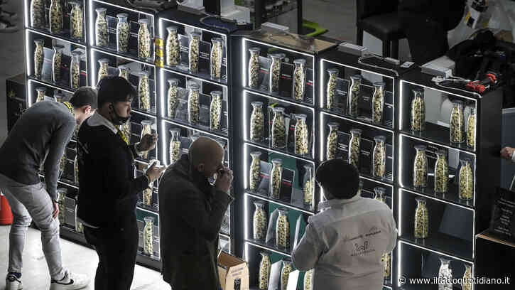 Cannabis light, anche il Tar piccona il decreto Sicurezza. Mentre i sindaci (di destra e sinistra) chiudono i negozi