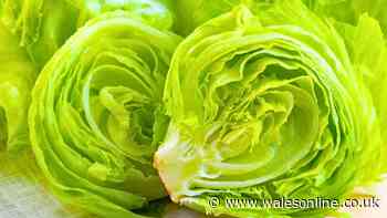Lettuce will last 7 days longer without turning brown or wilting if stored alongside 1 item