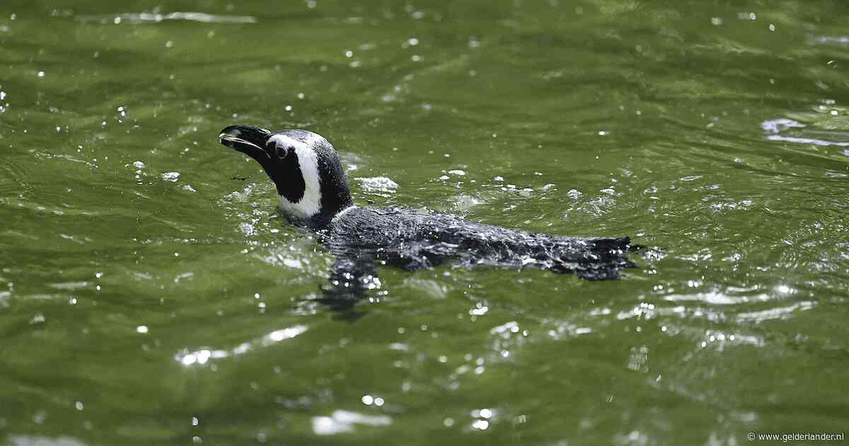 Lekker zwemmen en zonnebaden: de pinguins in DierenPark Amersfoort genieten volop van de tropische hitte