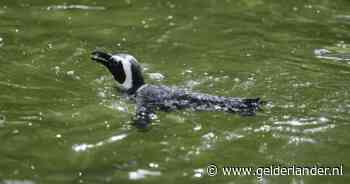 Lekker zwemmen en zonnebaden: de pinguins in DierenPark Amersfoort genieten volop van de tropische hitte