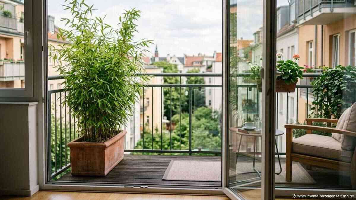 Wintergrüner Sichtschutz für den Balkon: Bambus ist sehr empfehlenswert