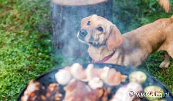 Barbecue en huisdier: houd het veilig