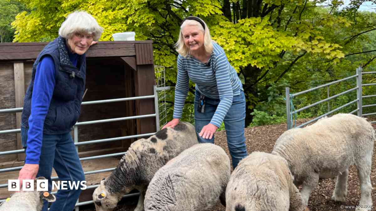 Meet the villagers who share a flock of sheep