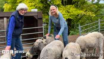 Meet the villagers who share a flock of sheep