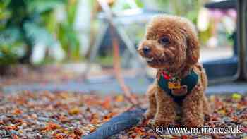 Vet issues warning to anyone with a dog wearing a collar this summer