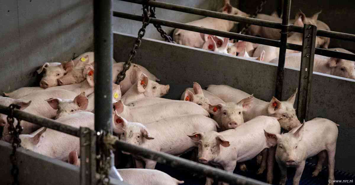 Komt er een uitzendverbod in de vleessector?