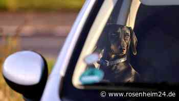 Hund sitzt bei 34 Grad und praller Sonne im Auto – Frau befreit Tier durch Fensterspalt