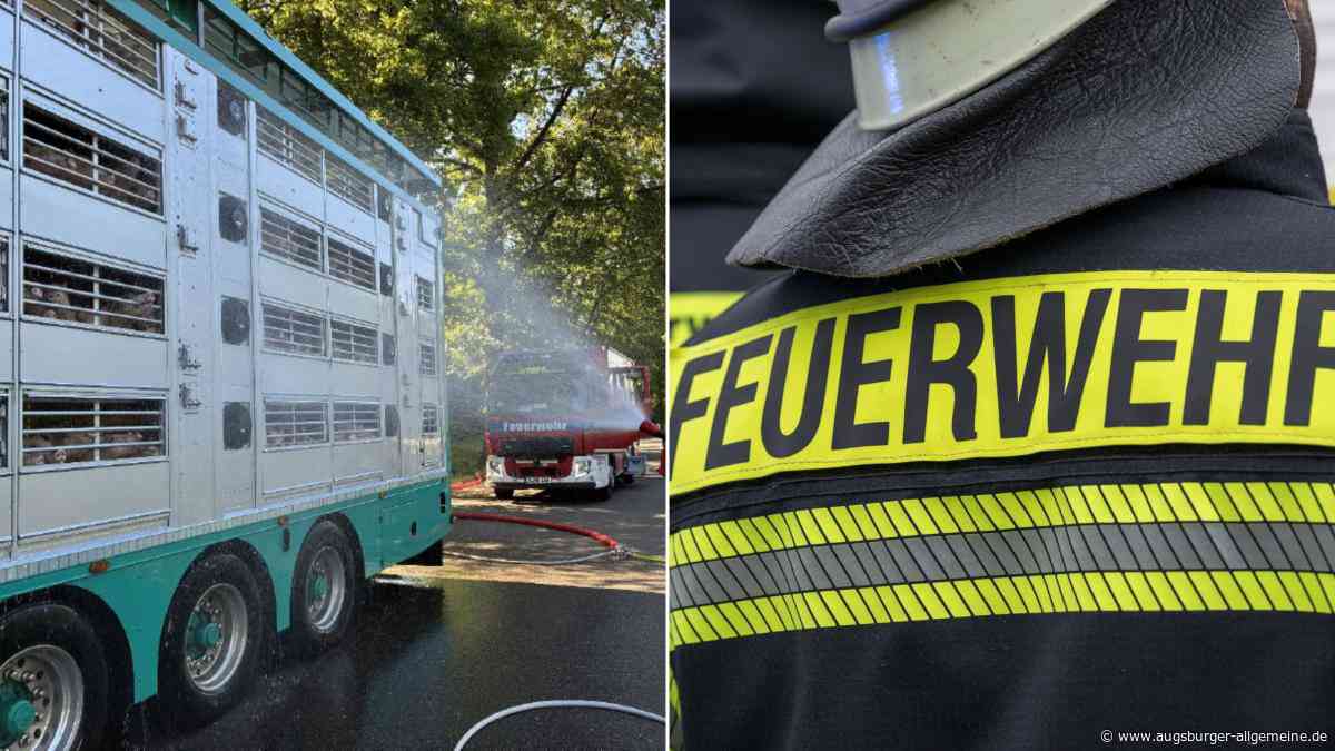 Augsburg statt NRW: Irrfahrt eines Lkw wird für 580 Ferkel zur gefährlichen Hitzefalle