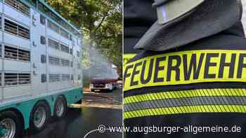 Augsburg statt NRW: Irrfahrt eines Lkw wird für 580 Ferkel zur gefährlichen Hitzefalle