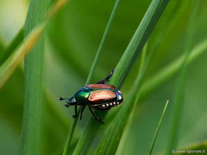 Milano di nuovo invasa dallo scarabeo giapponese. Ecco i danni della Popillia japonica