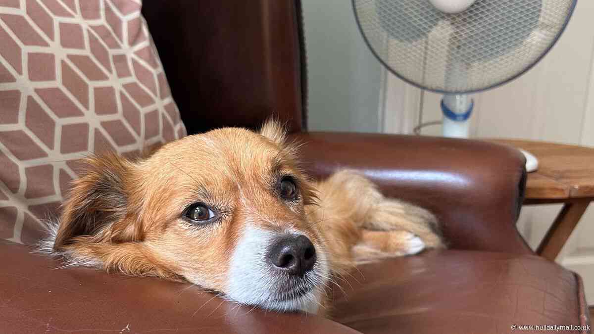 RSPCA calls for 'dog lockdown' during extreme heat