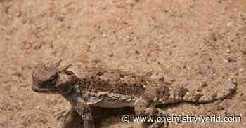 Desert horned lizards that drink captured water from their skin inspire water-harvesting system