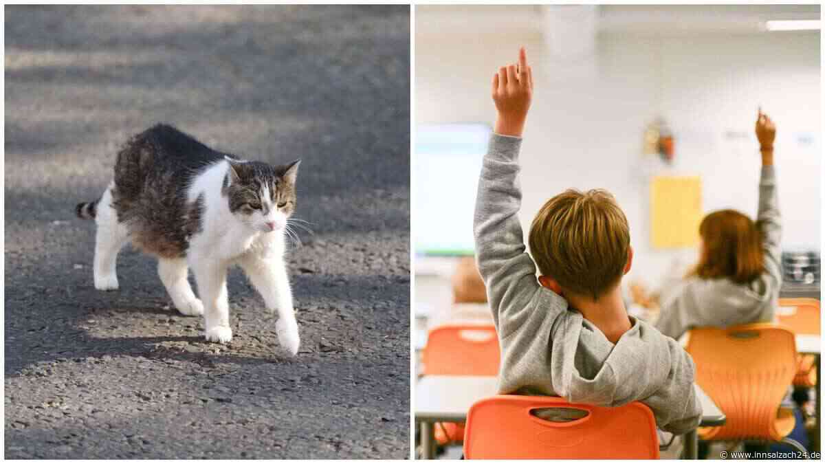 Busfahrer überfährt Katze vor Augen von Schulkindern – so entscheidet das Amtsgericht Altötting