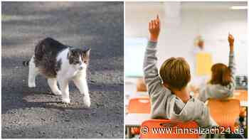 Busfahrer überfährt Katze vor Augen von Schulkindern – so entscheidet das Amtsgericht Altötting