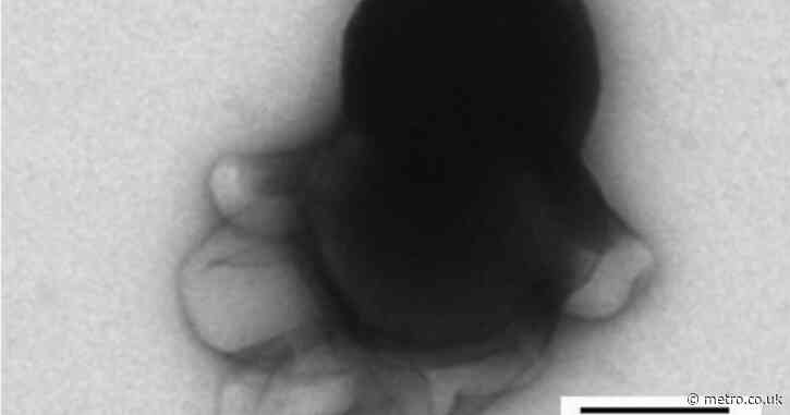 The octopus-like nanobots that can attack and kill cancer cells