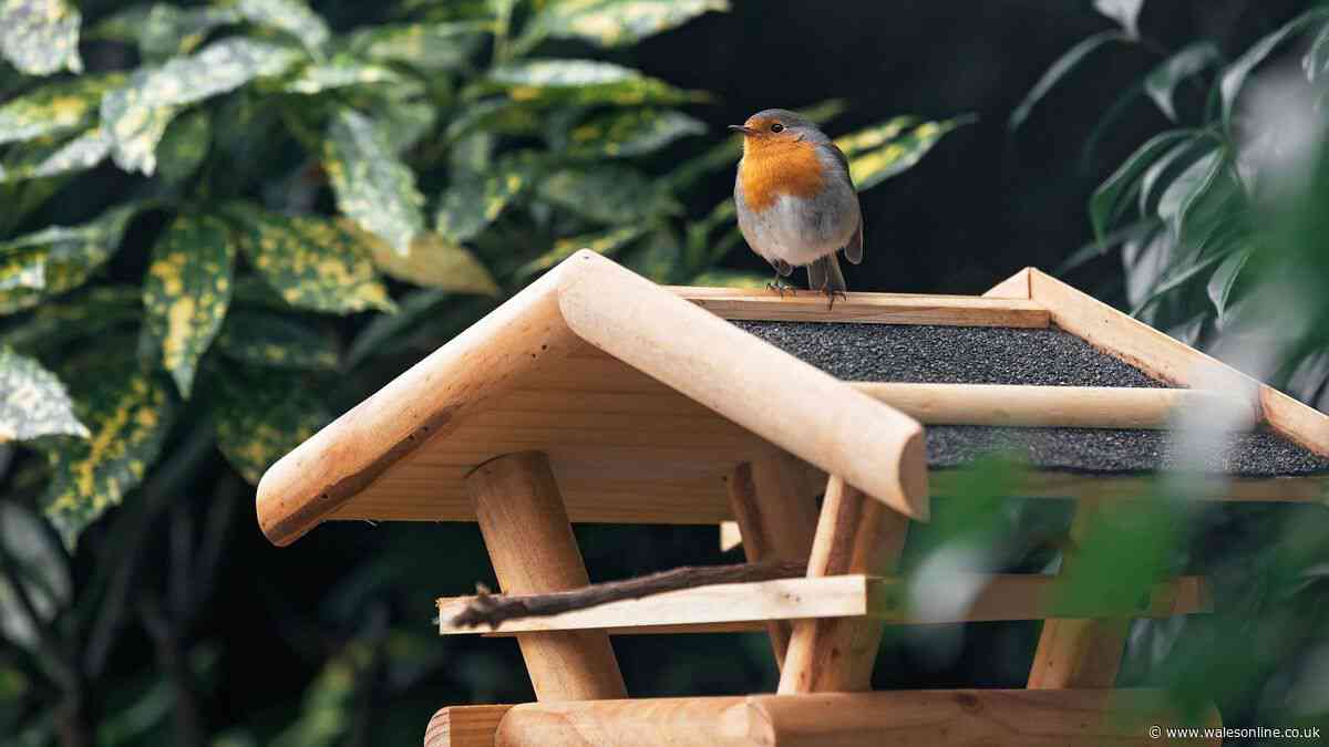 Robins will flock to gardens in July if gardeners place specific item outside