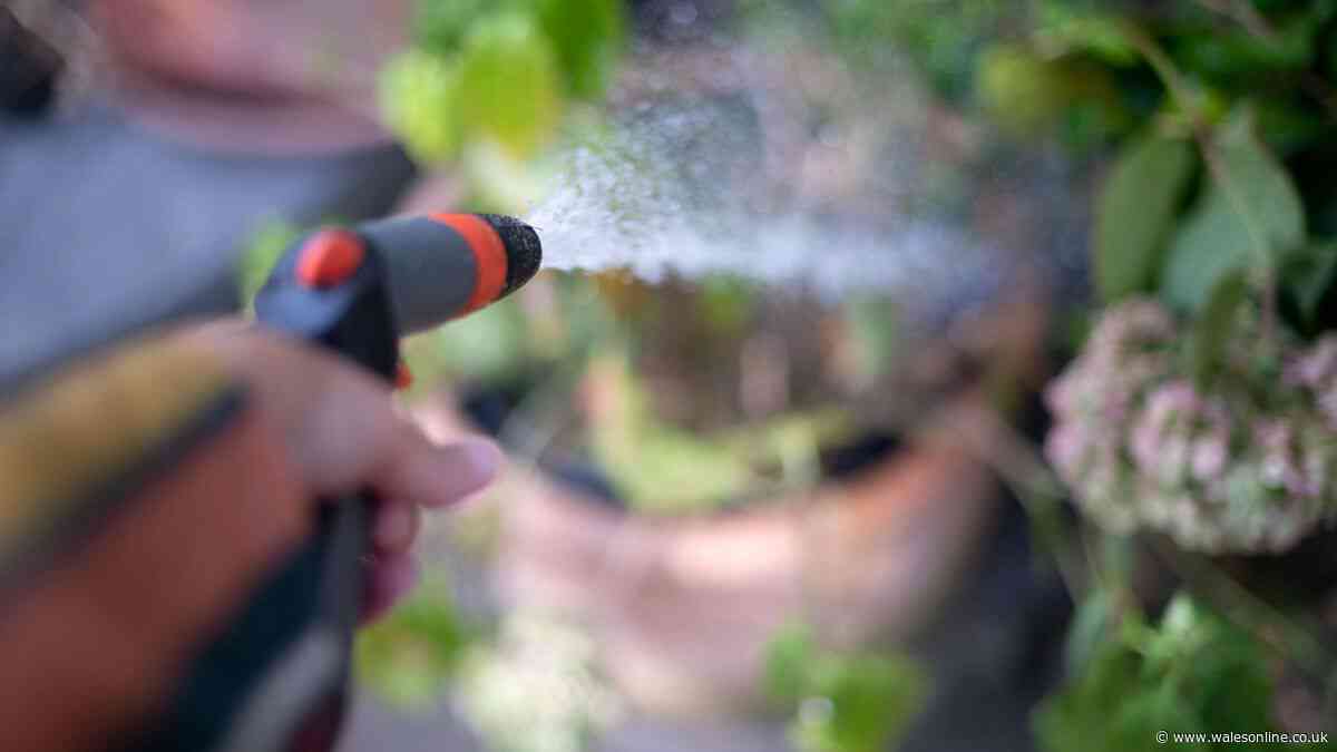 'Always' water garden plants at 1 time of day or risk wilted flowers