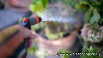'Always' water garden plants at 1 time of day or risk wilted flowers