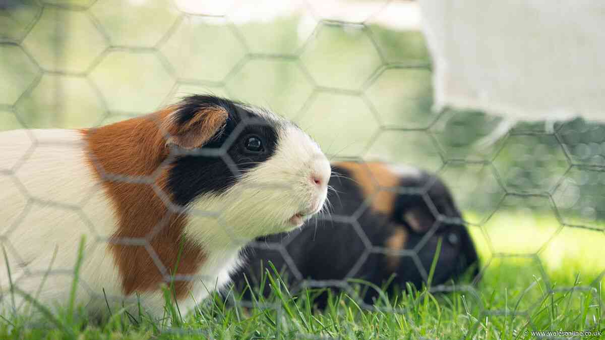 Blue Cross 26C fatal mistake warning for Guinea Pig owners in heatwave