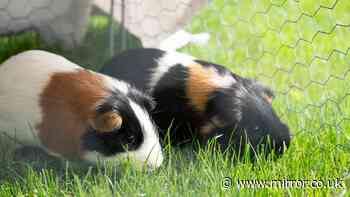 Guinea pigs 'will die' if owners fail to take this action now over 26C