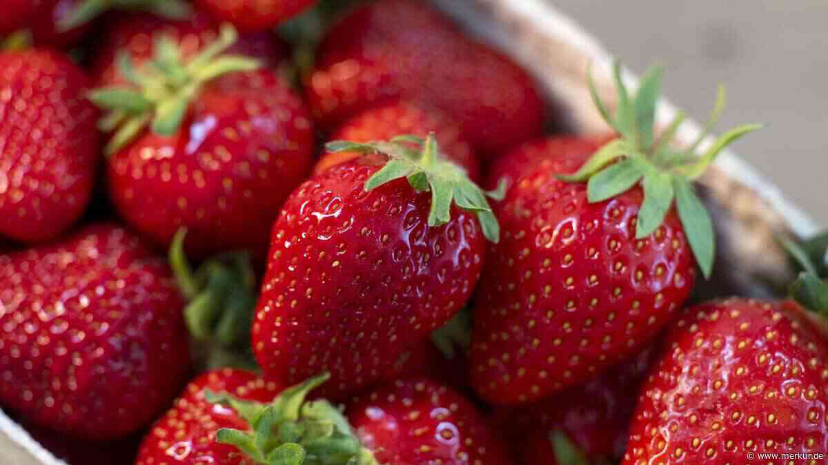 Oft gemacht, aber ungern gesehen: Supermarktkette warnt Kunden vor einem Fehler beim Kauf von Erdbeeren