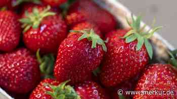Oft gemacht, aber ungern gesehen: Supermarktkette warnt Kunden vor einem Fehler beim Kauf von Erdbeeren