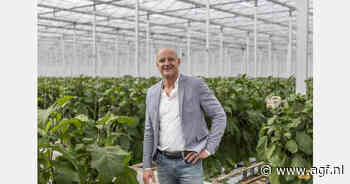 "Komkommermarkt leeft op na moeizame weken, prijs gele paprika's hele seizoen ondermaats"