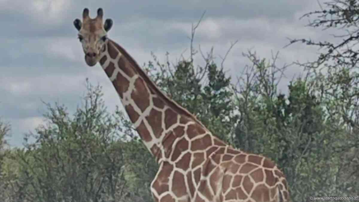 È alta più di tre metri, pesa centinaia di chili eppure sembra essersi volatilizzata: si cerca giraffa di proprietà privata, offerta ricompensa