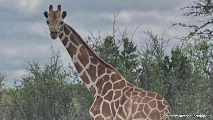 È alta più di tre metri, pesa centinaia di chili eppure sembra essersi volatilizzata: si cerca giraffa di proprietà privata, offerta ricompensa