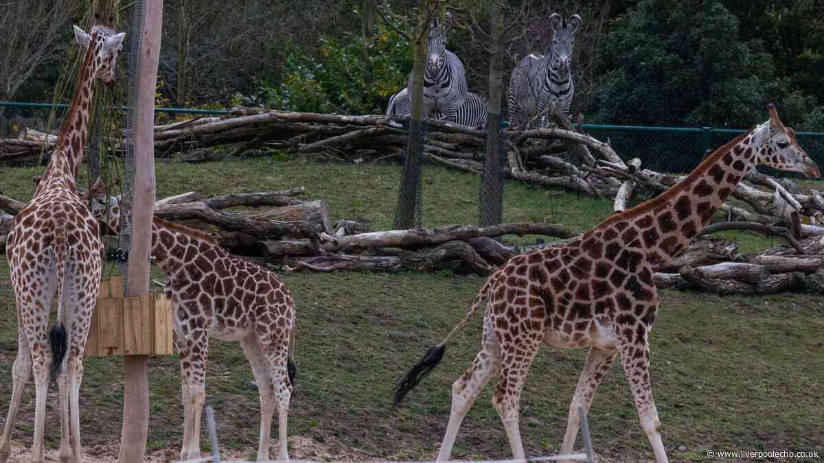 Chester Zoo to close early today for safety reasons