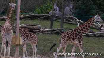 Chester Zoo to close early today for safety reasons