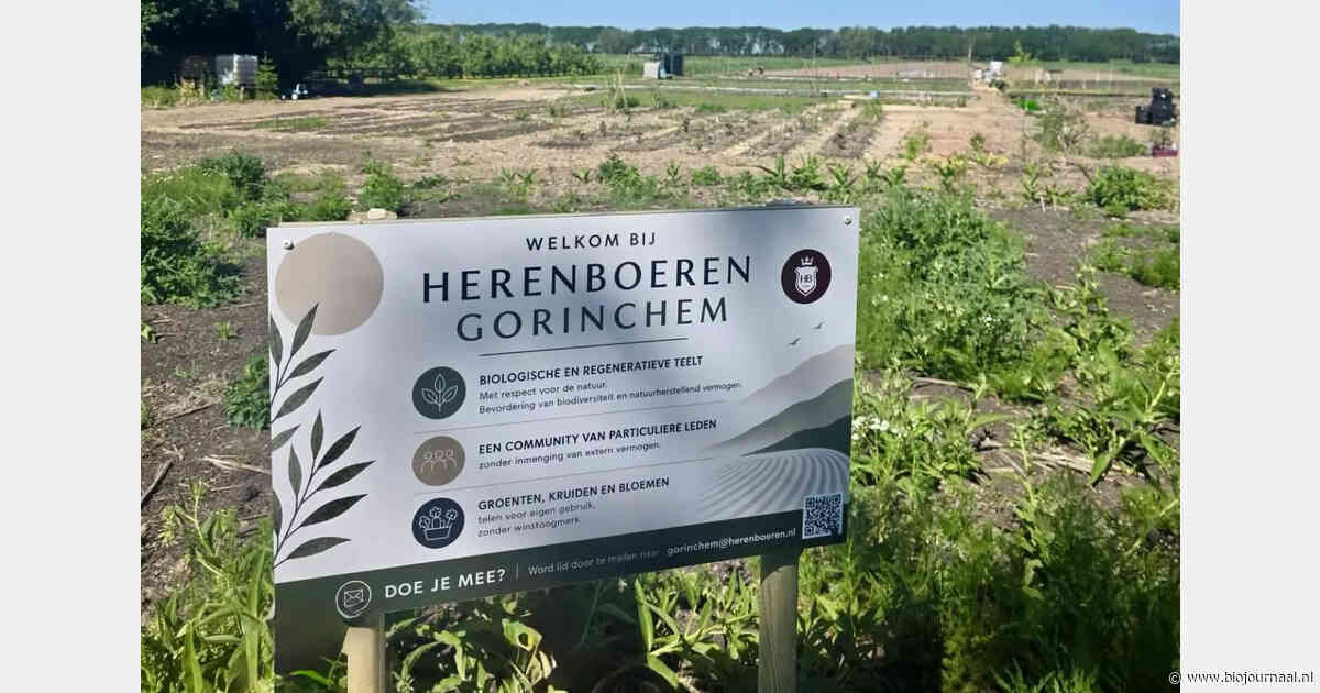 Eerste oogst op voormalige maïsakker bij Herenboeren Gorinchem