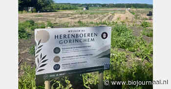 Eerste oogst op voormalige maïsakker bij Herenboeren Gorinchem