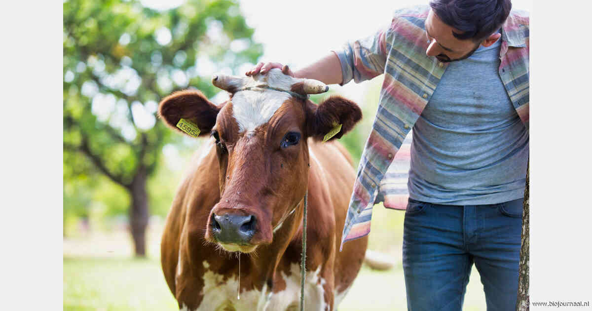 Duitse kritiek op mogelijke schrapping weidepremie onder GLB-ecoregelingen