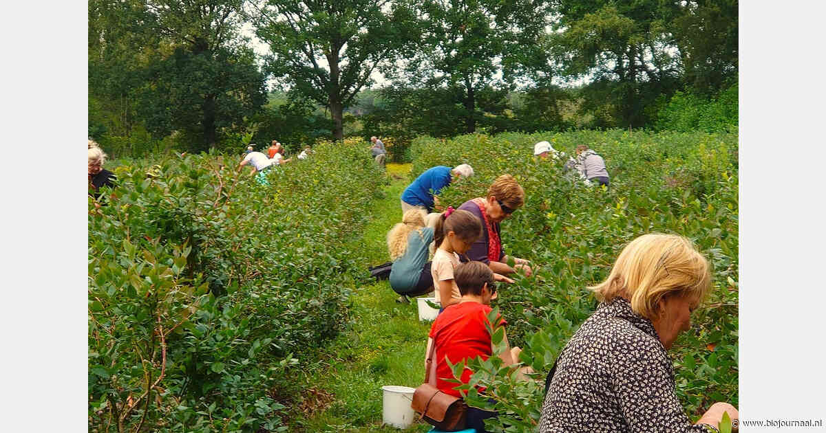 Belgisch blauwebessenbedrijf start zelfpluk vroeger op de ochtend vanwege hitte