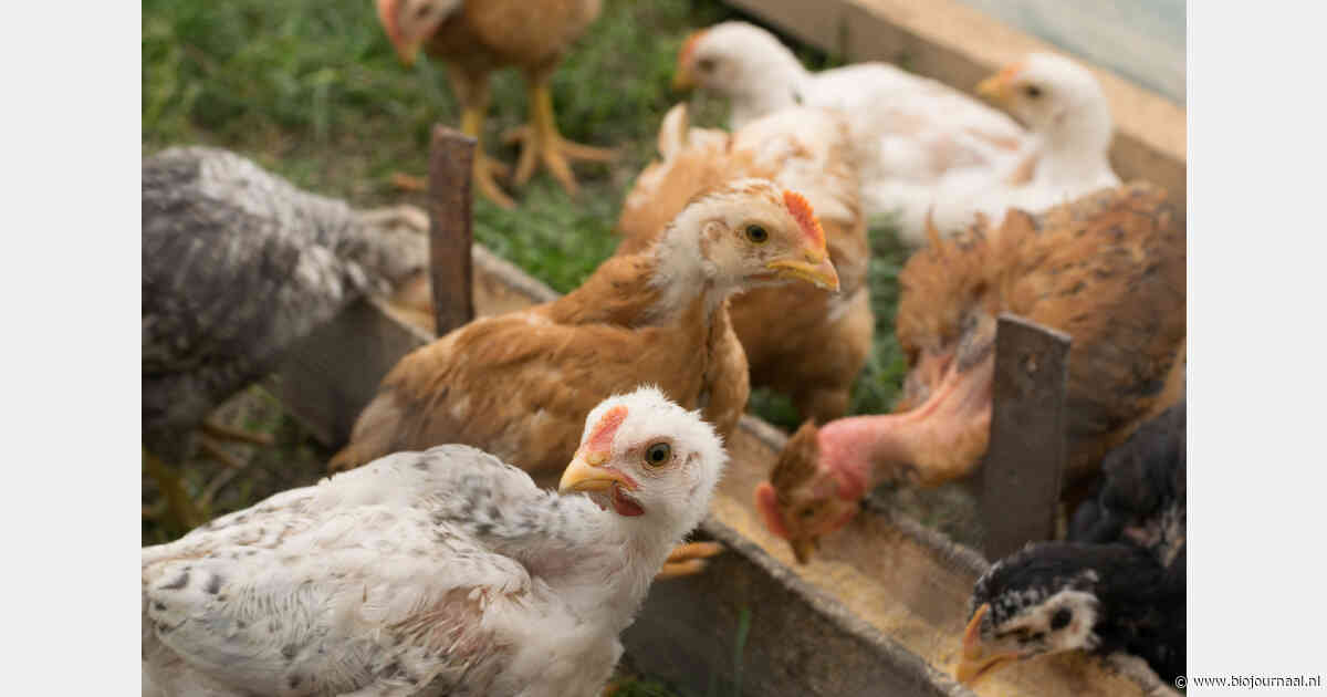 Duits onderzoek naar welzijn, darmflora en resistentie bij biologische vleeskuikens