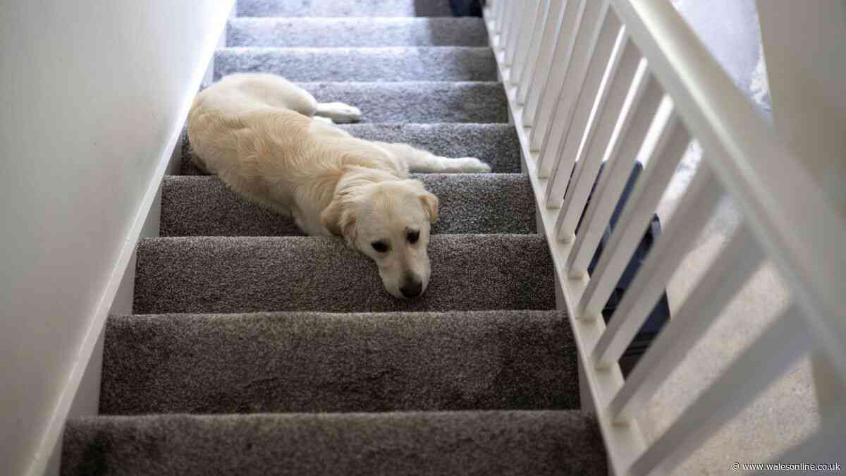 'Lightweight carpet cleaner is one of the savviest buys I've ever made'