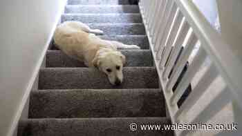 'Lightweight carpet cleaner is one of the savviest buys I've ever made'