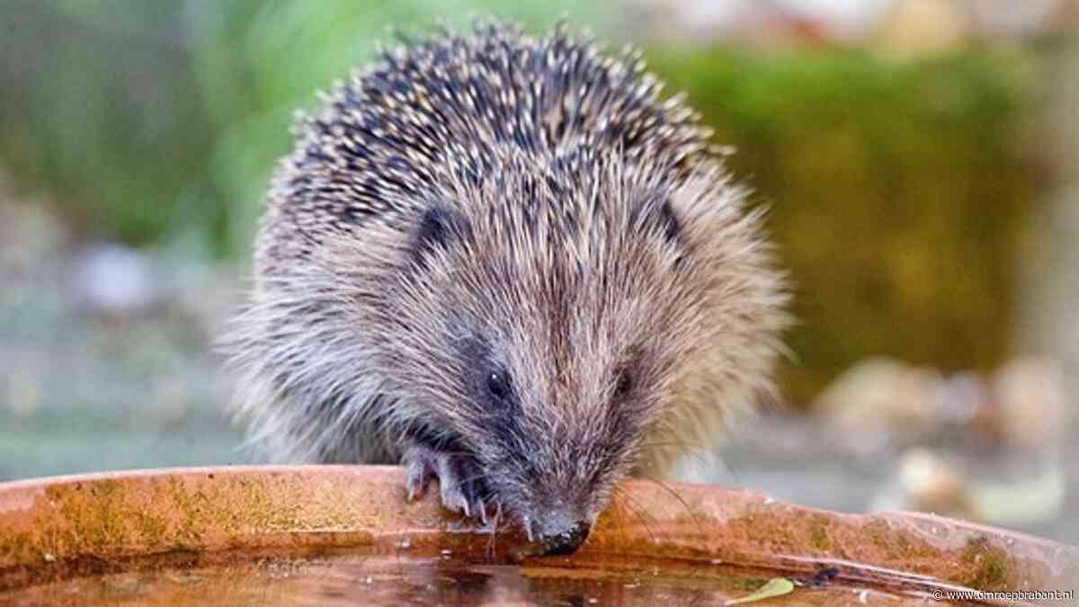 Dieren uitgeput door hitte: 'Water is niet het hele antwoord'