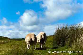 NFU warns hill farms need long-term backing to protect uplands