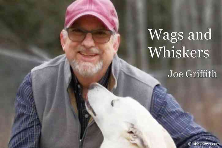 Travelling with dogs is fun; make it safe as well
