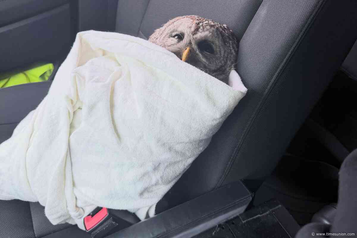 Injured owl rides shotgun in EMS transport to the vet
