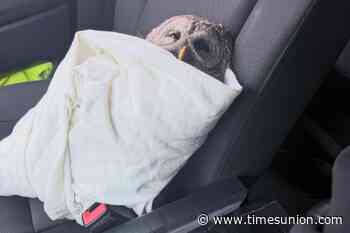 Injured owl rides shotgun in EMS transport to the vet